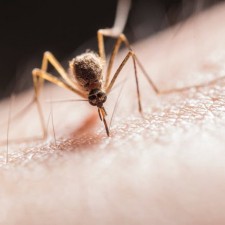 Κουνούπια και ασφάλεια: Όσα πρέπει να ξέρουμε